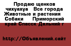 Продаю щенков чихуахуа - Все города Животные и растения » Собаки   . Приморский край,Спасск-Дальний г.